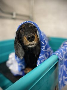 Hund i ett badkar