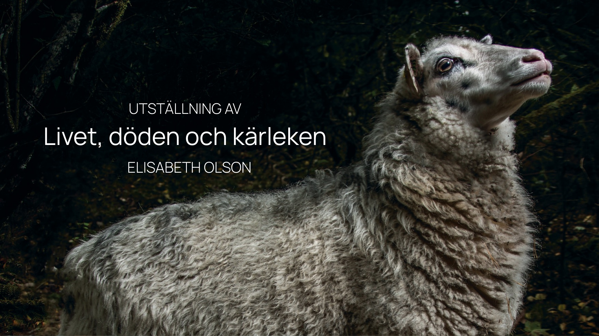 Elisabeth Olsons foto på ett får, som en av bilderna till utställningen Livet, döden och kärleken