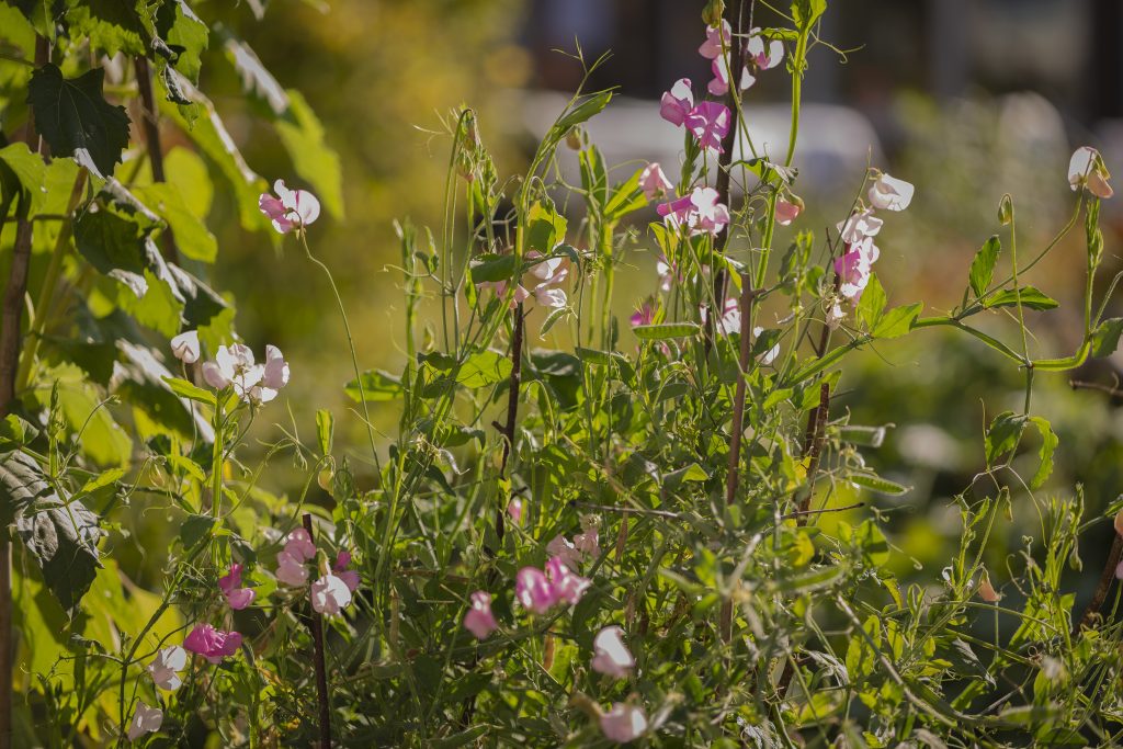 Bracke-Arbetsintegrering-Tradgard-20220930032