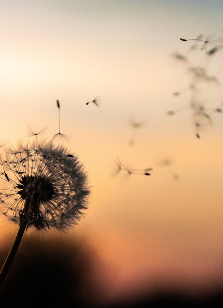 Bild på maskros i motljus under skymning